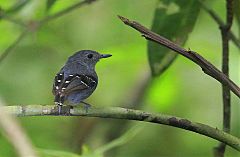 Plain-throated Antwren